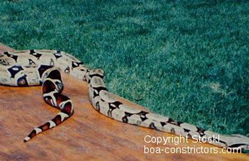 Boa constrictor Foto Archiv