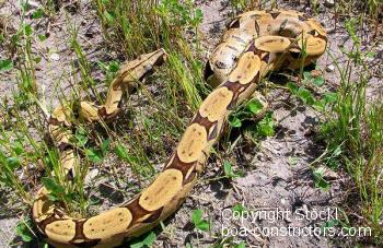 Boa constrictor Foto Archiv