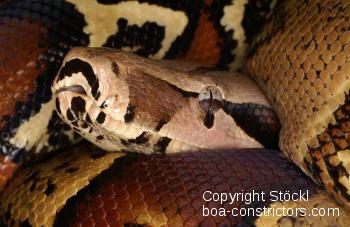 Boa constrictor Foto Archiv