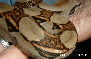 Boa constrictor Foto Archiv