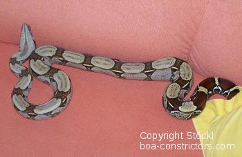 Boa constrictor Foto Archiv