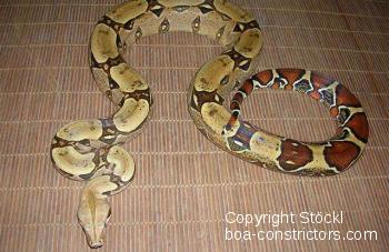 Boa constrictor Foto Archiv