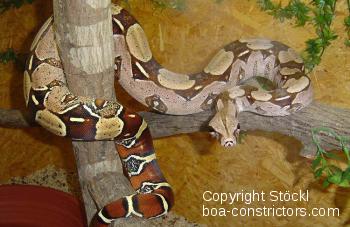 Boa constrictor Foto Archiv