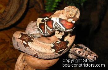 Boa constrictor Foto Archiv