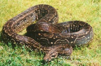 Boa constrictor Foto Archiv