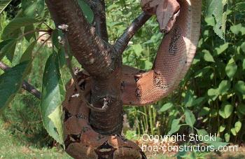 Boa constrictor Foto Archiv