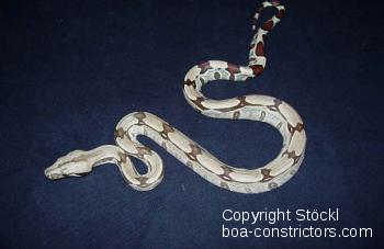 Boa constrictor Foto Archiv