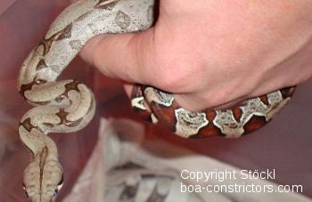 Boa constrictor Foto Archiv