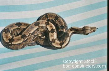 Boa constrictor Foto Archiv