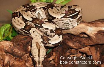 Boa constrictor Foto Archiv