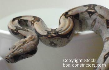 Boa constrictor Foto Archiv