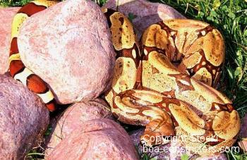 Boa c. constrictor Brasilien Belem