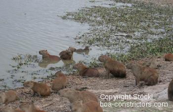 CapybarasInDenLlanosK.jpg