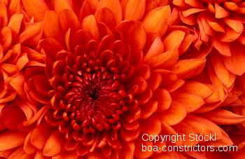 Chrysanthemum.jpg