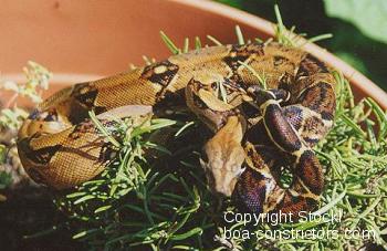 Elevage du Boa empereur, Boa (constrictor) imperator - Le blog