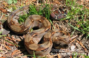 Boa c. imperator Costa Rica