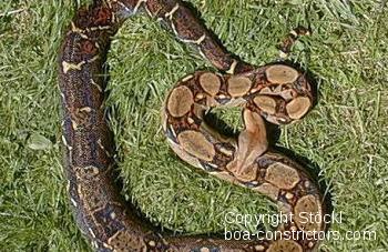 Costa Rica Boa c. imperator