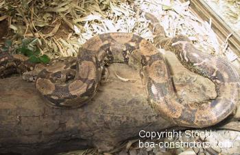 Costa Rica Kaiserboa 