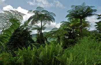 Habitat Fotos - Dominica