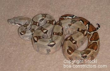 Ecuador Boa c. imperator