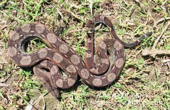 El Salvador Boa c. imperator