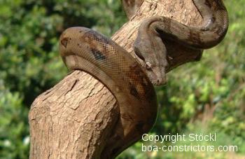 Boa c. imperator El Salvador