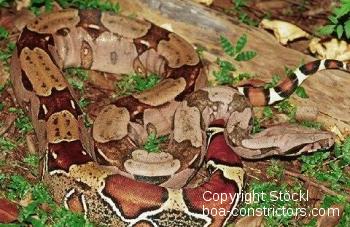 Boa c. constrictor Französisch Guyana