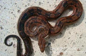 Boa c. imperator Honduras