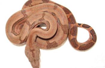 Boa Firebelly