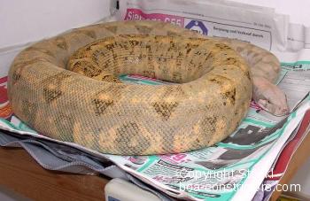 Hog Island Boa c. imperator 