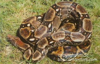 Bahia Island Boa c. imperator