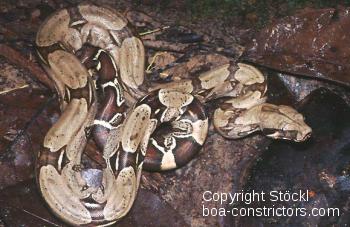 Boa c. constrictor Kolumbien