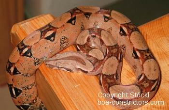 Colombian Red Tail Boas (Boa constrictor imperator)