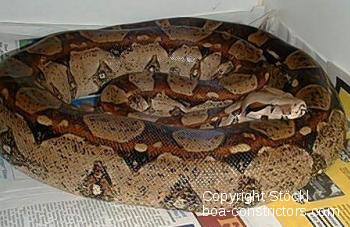 Elevage du Boa empereur, Boa (constrictor) imperator - Le blog