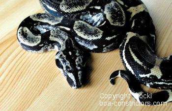 Anerythristische Boa c. longicauda 