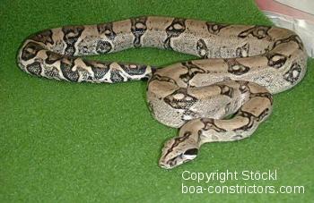 Boa constrictor longicauda