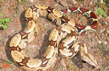 Brazilian redtail boa Belem.jpg