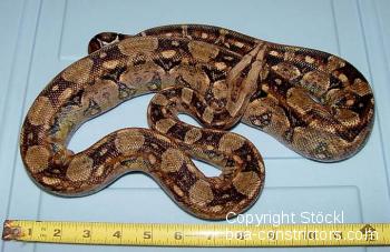 Tarahumara Boa Mexiko