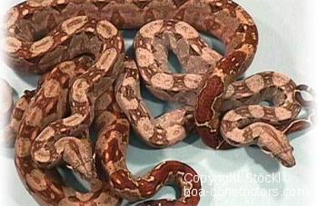 Cancun Boa c. imperator Mexiko