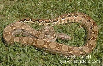 Galerie Boa constrictor imperator Mexiko