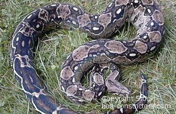 Boa c. imperator Mexiko Sonora