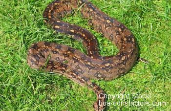 Mexiko Tarahumara Boa