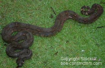 Corn Island Boa