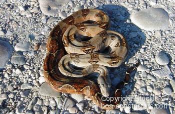 Corn Island Boa c. imperator