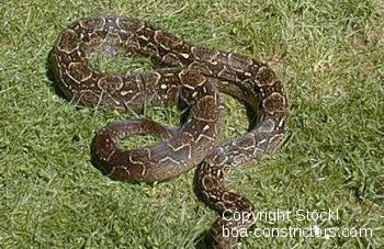 Boa c. occidentalis Südboa