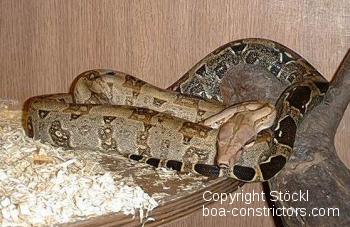 Galerie Boa constrictor orophias