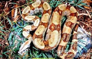 Boa constrictor sabogae - bewiesene Blutlinie