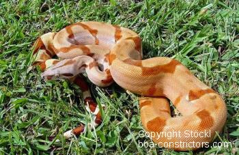 Salmon Hypo Boa