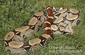 Boa c. constrictor Peru Peru Rotschwanzboa