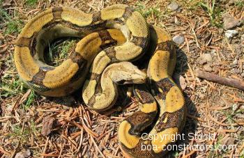 Boa c. longicauda high-yellow